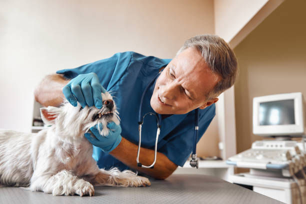 Best Emergency Root Canal Treatment in Temple Terrace, FL